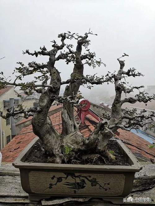 老驥伏櫪寫春秋